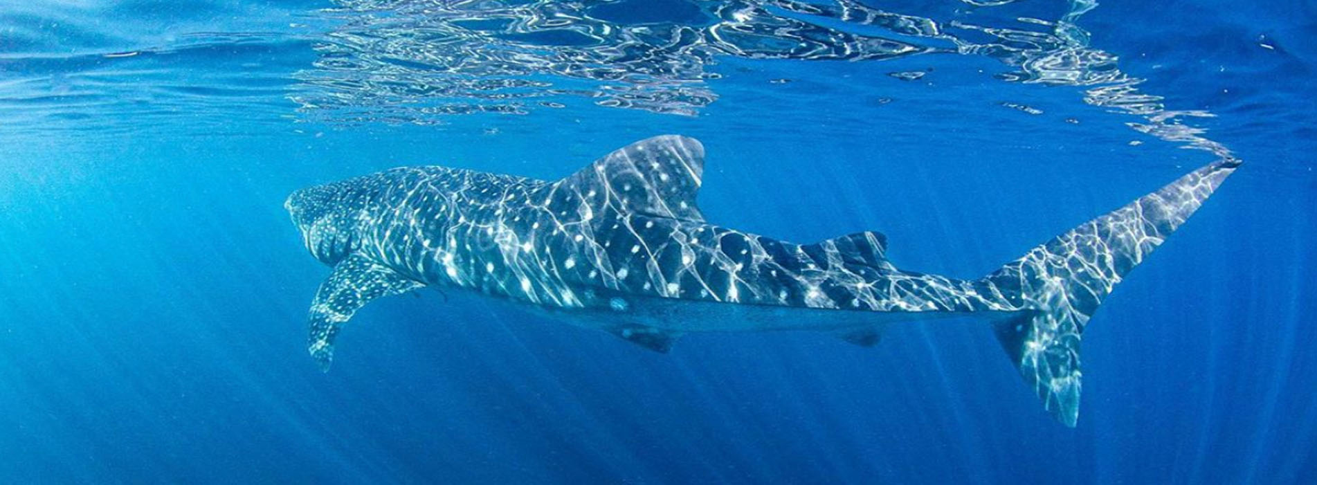 HERON whale shark swim Exmouth whale shark