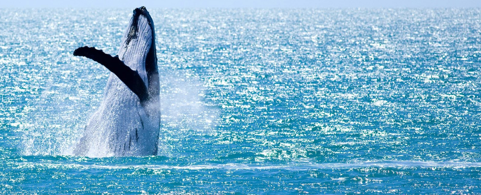 HILLARYS-WHALE-WATCHING-TOURS-whale-breach