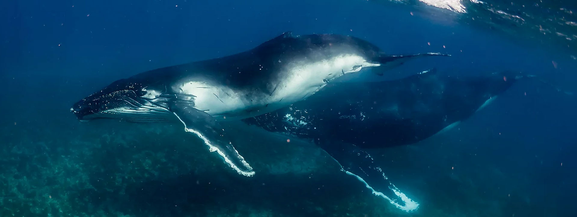 Humpback-whale-swim-exmouth-WA-Latitude-22