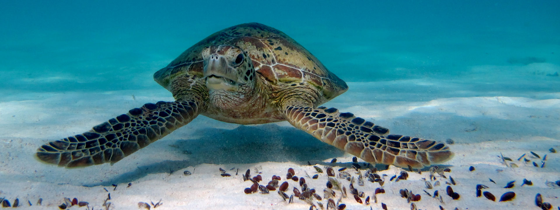 LATITUDE-22-Exmouth-Ningaloo-turtle-swim-tours