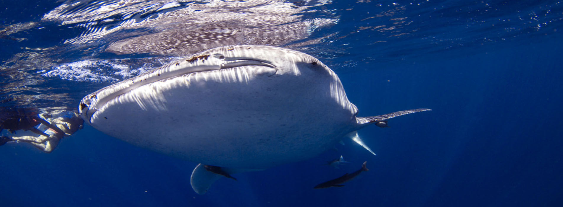 MAGELLAN-whale-shark-close-up
