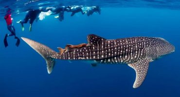 SWIM-WITH-THE-WHALE-SHARKS-EXMOUTH-CORAL-BAY