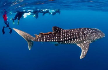 SWIM-WITH-THE-WHALE-SHARKS-EXMOUTH-CORAL-BAY
