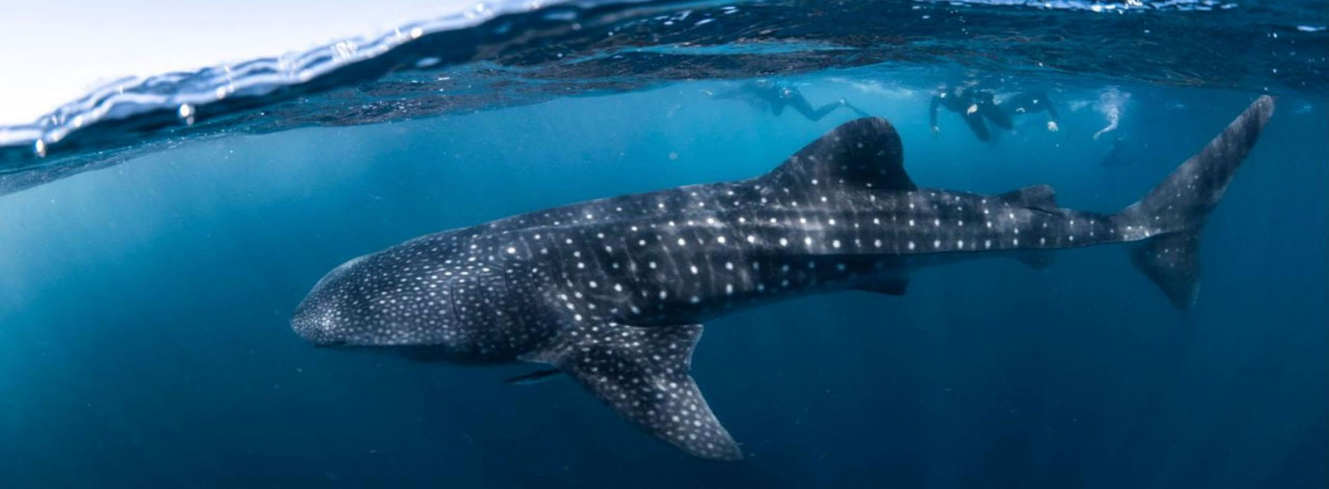 WHALE SHARK SWIM SNORKEL CORAL BAY ON THUNDER Ningaloo