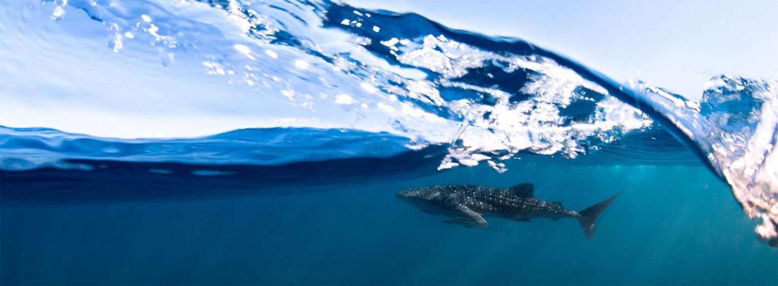 CORAL BAY WHALE SHARK TOURS Swim Snorkel Coral Bay