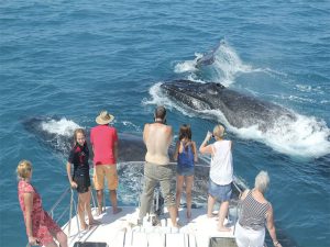 BROOME WHALE WATCHING TOURS