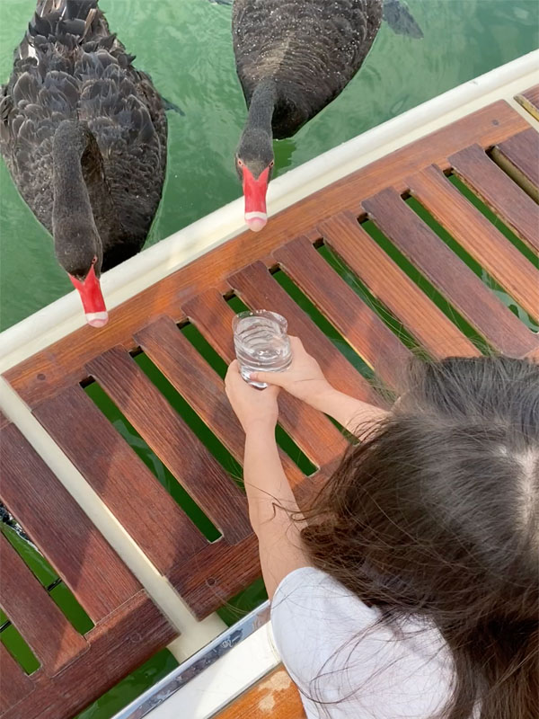 JUDE passenger giving water to swan