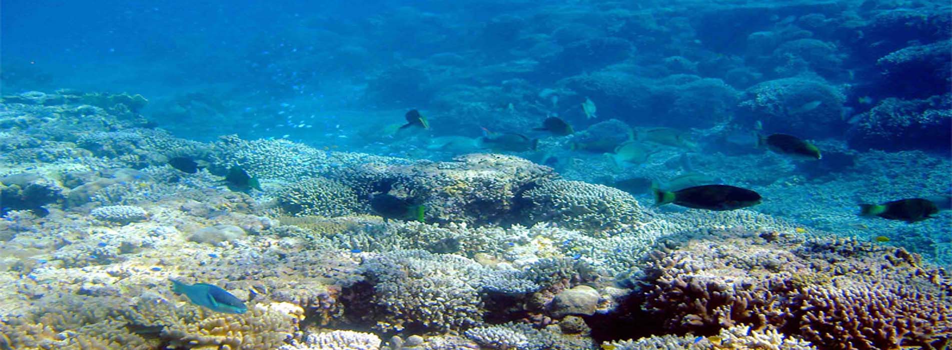 ROWLEY SHOALS Reef Prince fish snorkel dive