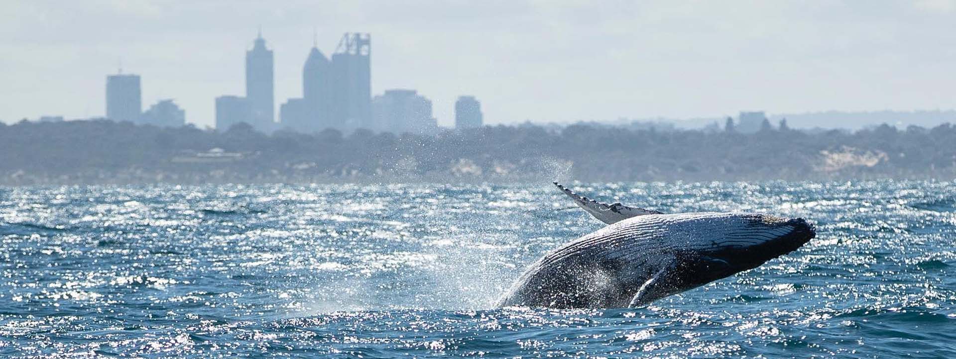 FREMANTLE WHALE-BREACHING-Perth-WA-city-silhouette