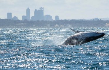 PERTH HUMPBACK WHALE WATCHING TOURS 2020