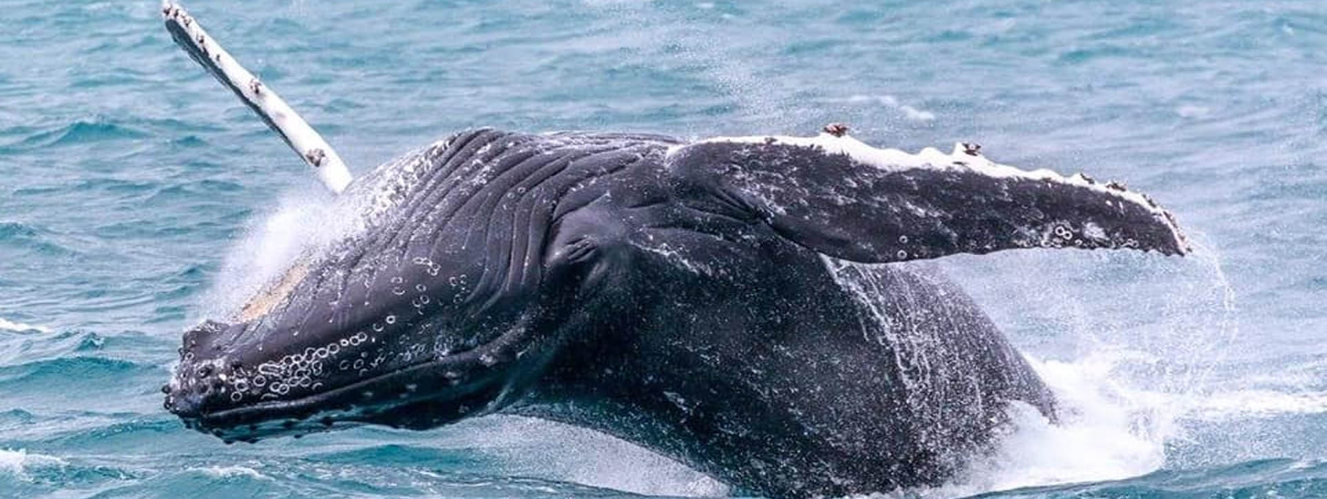 SPIRIT OF LOVE PERTH WHALE breaching head down