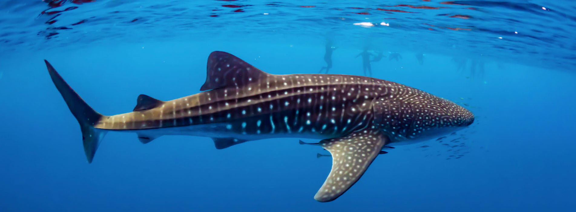 EXMOUTH WHALE SHARK PRICES 2021 blue