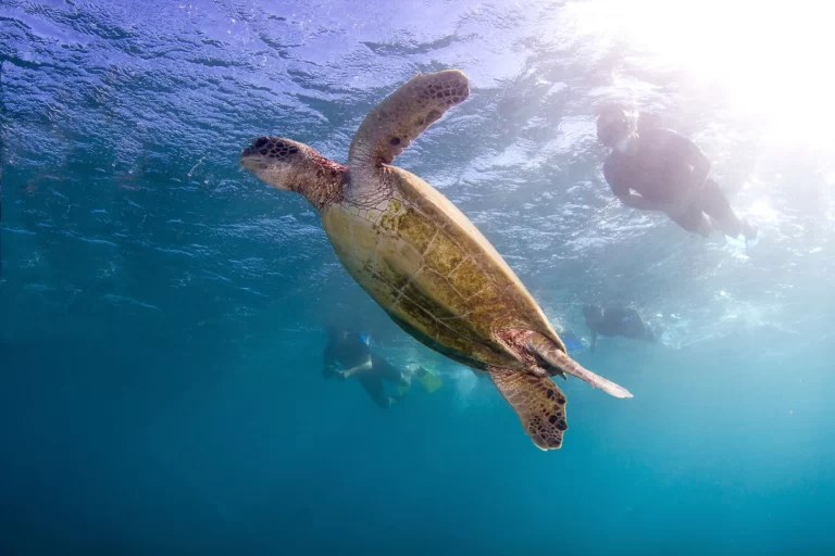 VENTURE IV blue-media-exmouth-photographer-violetajbrosig-ningaloobluetours-104