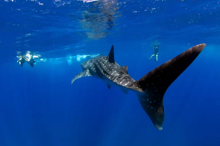 VENTURE IV blue-media-weddings-exmouth-photographer-3-2