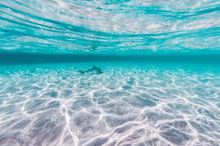 VENTURE IV turtle blue-media-exmouth-photographer-violetajbrosig-ningaloobluetours-106