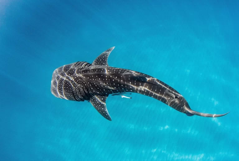 whalesharksandsmall-1