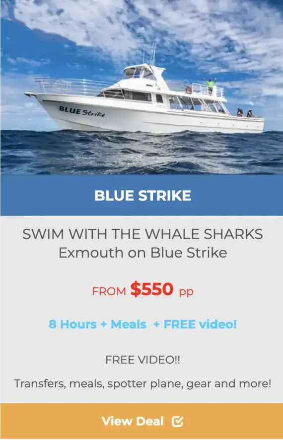 EXMOUTH WHALE SHARK TOURS ON BLUE STRIKE