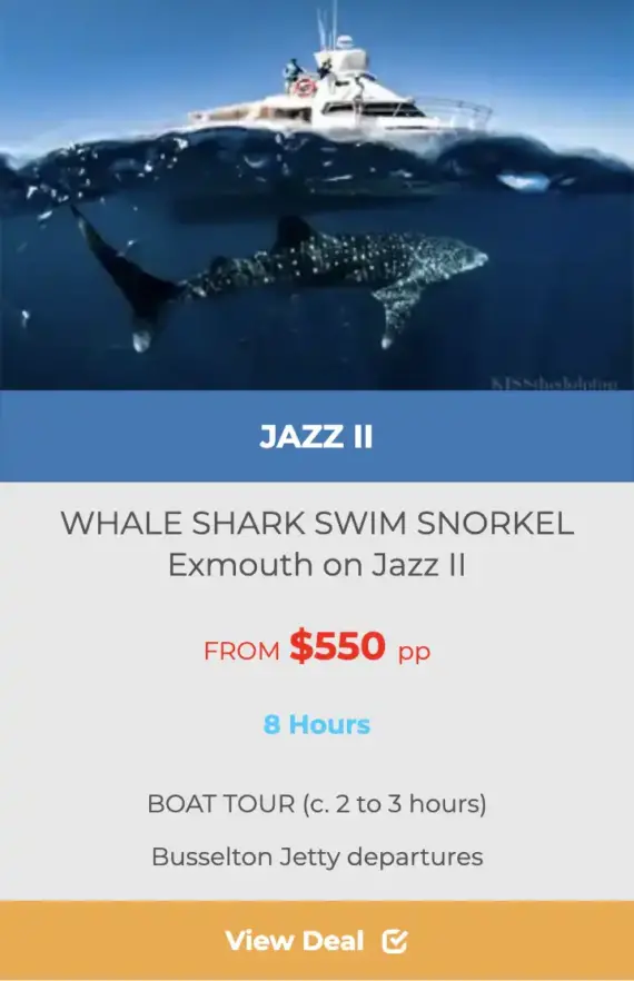 EXMOUTH WHALE SHARK TOURS ON JAZZ II